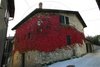 Edera_5177b
